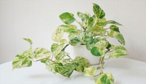 Chơi cây hợp Mệnh Kim