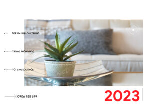 Top 15+ Loại Cây Trồng Trong Phòng Ngủ Tốt Cho Sức Khỏe