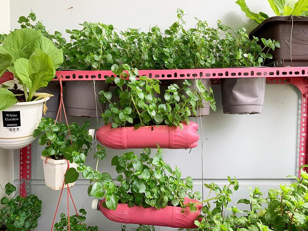 Vườn rau sạch trên ban công