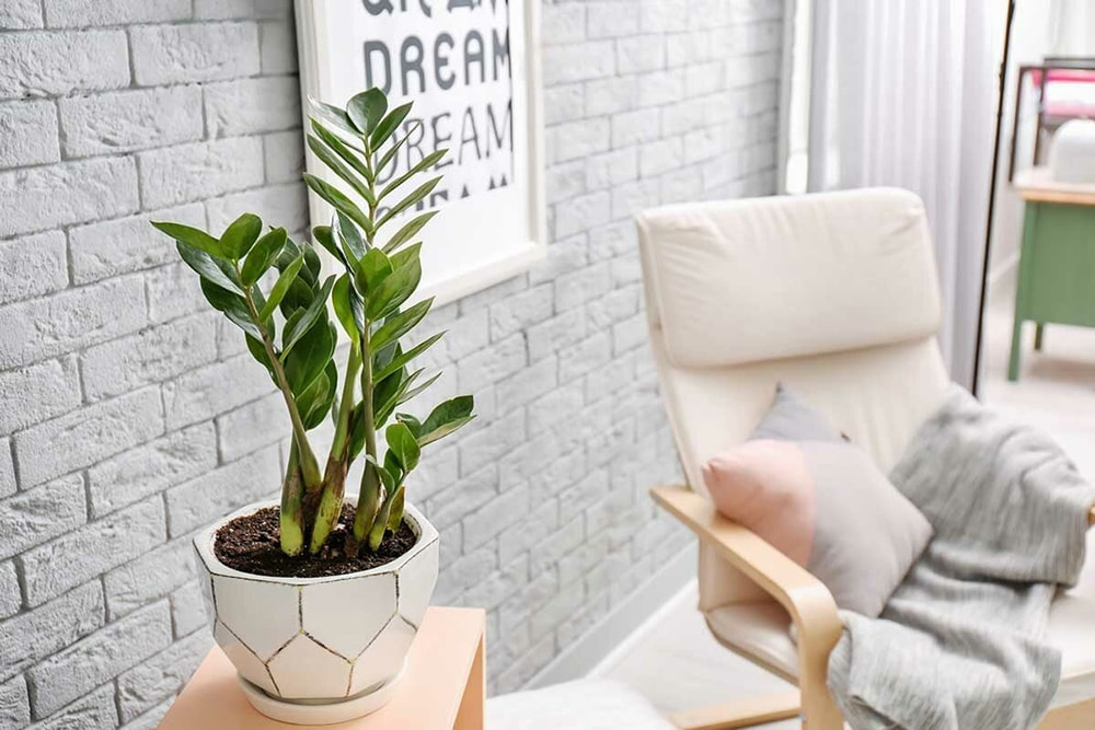 Trả lời câu hỏi cây kim tiền để trong phòng ngủ có tốt không.
