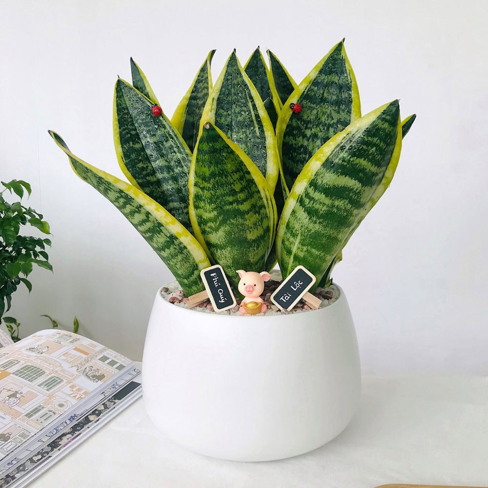 Giống như kim tiền, cây lưỡi hổ cũng giải phóng oxy vào ban đêm, giúp thanh lọc không khí trong phòng ngủ.