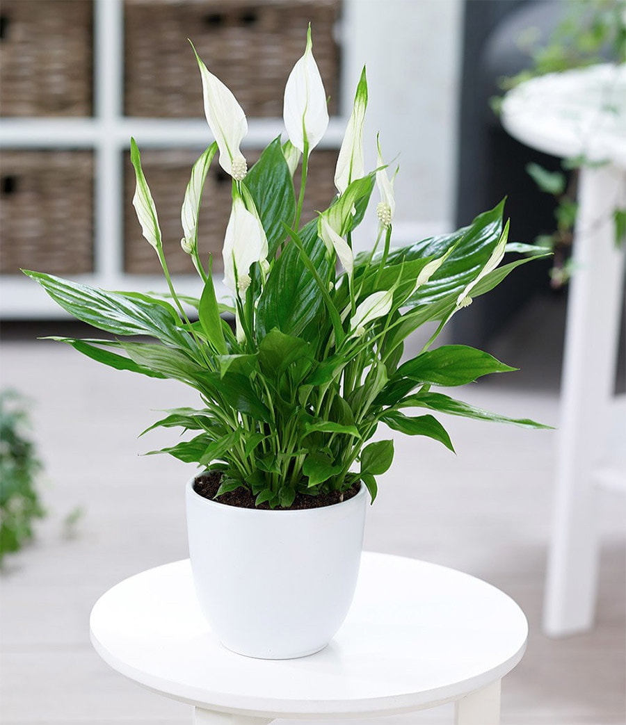 Cây lan ý có khả năng hấp thụ các chất độc hại và tăng độ ẩm không khí, rất phù hợp cho phòng ngủ.