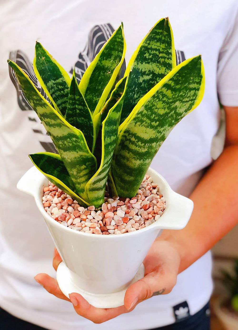 Một chậu cây lưỡi hổ viền vàng nhỏ gọn để trang trí.