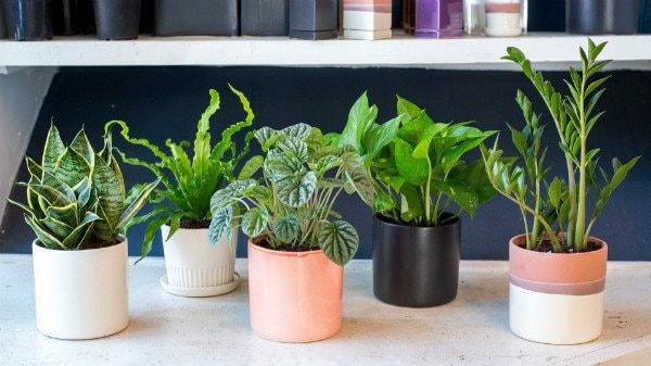Cây lưỡi hổ trong chậu có chân đế gỗ, giúp trang trí không gian hiện đại.